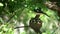 magpie lark parent feeding babies on a nest in australia