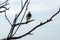 Magpie-Lark, Port Augusta, South Australia, Australia