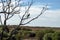 Magpie-lark, Port Augusta, South Australia, Australia