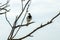 Magpie-Lark, Port Augusta, South Australia, Australia