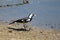 Magpie Lark, Queensland, Australia