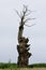 Magpie on Lightning-struck Pendunculate Oak Tree, Quercus robur by River Yare at Surlingham in Norfolk Broads, England, UK