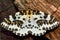 The magpie moth (Abraxas grossulariata)