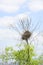 Magpie nest