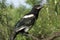 Magpie nestling