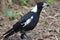 Magpie. Otherwise know as the Maggie