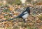 Magpie in the park