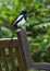 Magpie on Park Bench
