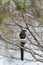 A magpie perched on a bare tree on a sunny spring day, shallow depth of field