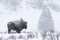 Magpie perched on bison in a blizzard