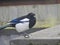 Magpie perched on a roof