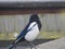 Magpie perched on a roof