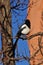 Magpie perched in tree