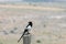 Magpie perched on a tree branch