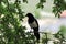 Magpie perched on a tree branch