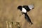 Magpie, Pica pica