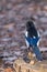 A magpie Pica pica, Aves