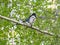 Magpie Pica Pica on her hunt for food to the nestlings, here with a wide spread tail.