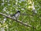 Magpie Pica Pica on her hunt for food to the nestlings, here with a wide spread tail.