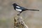 Magpie pica pica, perched on a mossy rock on an unfocused background.