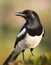 Magpie portrait