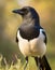 Magpie portrait