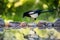 Magpie in profile jumping on the rocks at the pond