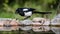 Magpie in profile on the rocks at the pond