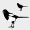 Magpie realistic bird silhouette black