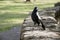 the magpie is resting on a wall