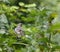 Magpie robin back to watching