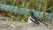 Magpie robin bird on ground