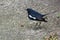 Magpie Robin feeding on a worm