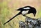 Magpie in the rock