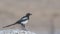 Magpie on Rock