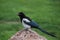 Magpie on a rock eating in colorado mountains