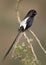 Magpie shrike