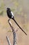 Magpie Shrike