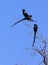 Magpie Shrike - Botswana - Africa