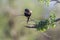 Magpie Shrike in Kruger National park, South Africa