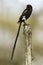 Magpie Shrike, Urolestes melanoleucus