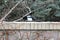 Magpie sits on stone fence close-up