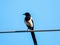 Magpie Sitting On Cable