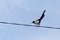 Magpie sitting on electric cable against blue sky
