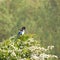 Magpie sitting on a hawthorn bush in the Amsterdam water supply dunes near to Amsterdam and Zandvoort