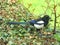 Magpie sitting on an Ivy hedge with Blue plumage