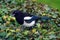 Magpie sitting on an Ivy hedge with Blue plumage