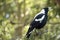 the magpie is sitting on a metal fence