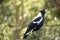 the magpie is sitting on a metal fence