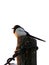 A magpie is sitting on a pole.